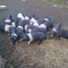 9df9d9cfb07d74fe43385f1180d78827-600x450-1-1.webp Hampshire Pigs For Sale
