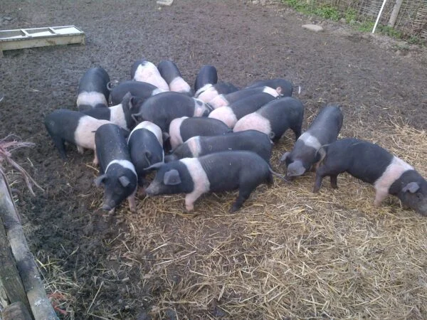 9df9d9cfb07d74fe43385f1180d78827-600x450-1-1.webp Hampshire Pigs For Sale