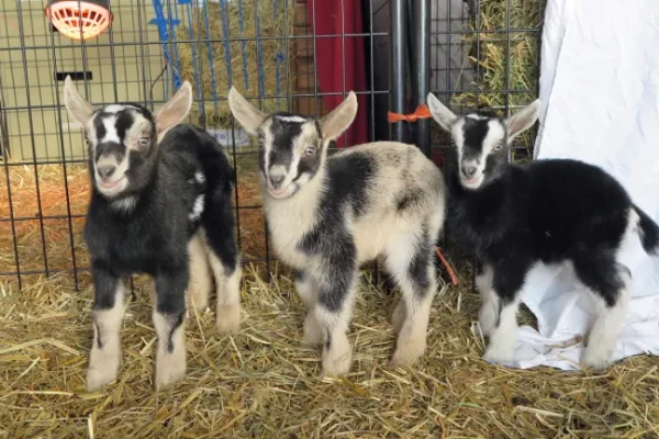 Alpine Goats for Sale