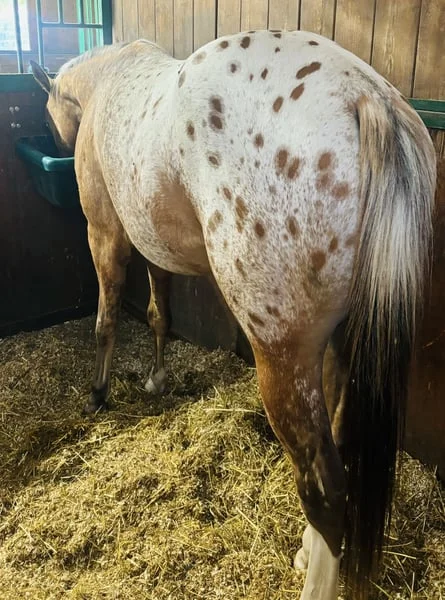 Appaloosa Horse for Sale | Purebred Appaloosas