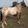 Appaloosa horse standing in a paddock, a hardy and easygoing breed for beginner horse owners