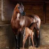 Arabian Horses for Sale