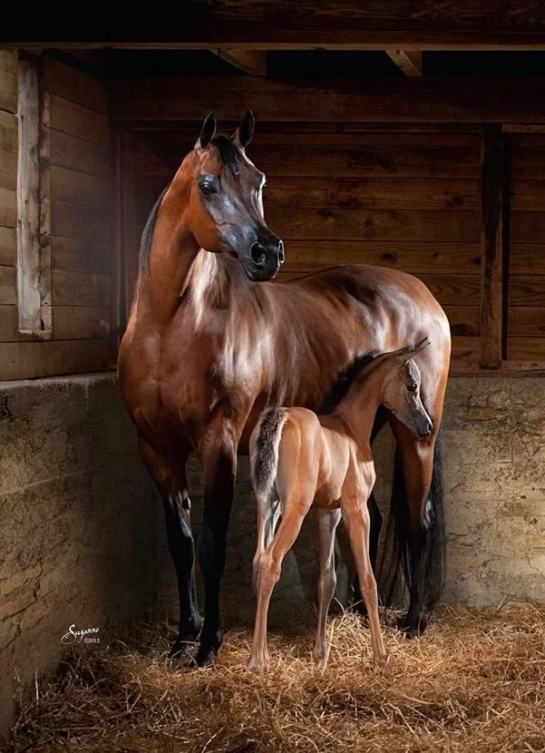 Arabian Horses for Sale