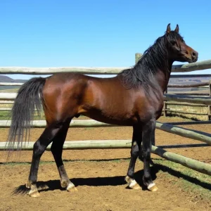 Arabian-Horses-for-Sale.webp Arabian Horses for Sale