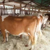 Ayrshire-Cows-for-Sale-1.webp Ayrshire Cows for Sale