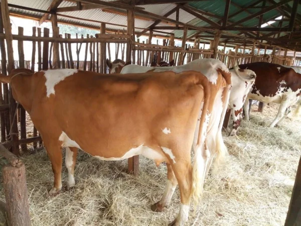 Ayrshire-Cows-for-Sale-1.webp Ayrshire Cows for Sale