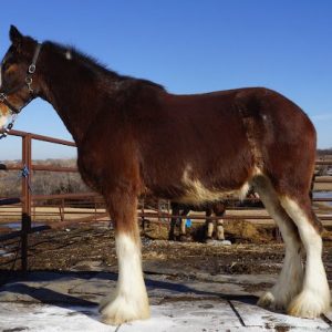Clydesdale-Horses-for-Sale-1.jpg Clydesdale Horses for Sale
