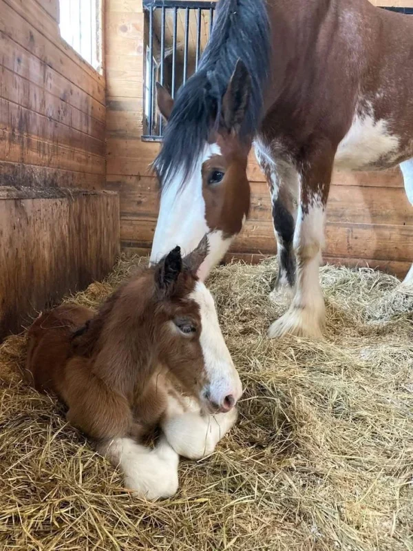Clydesdale Horses for Sale