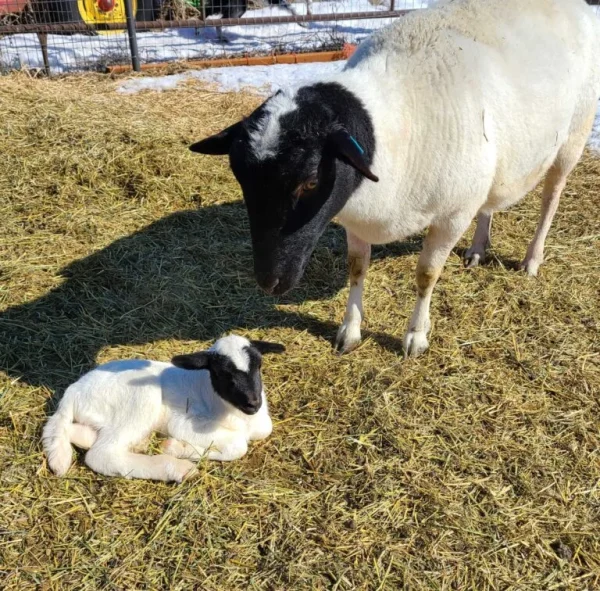 Dorper Sheep for Sale