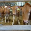 Guernsey-Cows-For-Sale-1.jpg Guernsey Cows For Sale