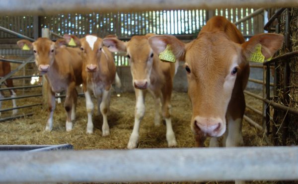 Guernsey-Cows-For-Sale-1.jpg Guernsey Cows For Sale