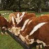 Hereford-Cattle-for-Sale-1-1.jpg Hereford Cattle for Sale