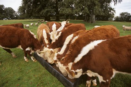 Hereford-Cattle-for-Sale-1-1.jpg Hereford Cattle for Sale
