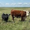 Hereford-Cattle-for-Sale-2.jpg Hereford Cattle for Sale