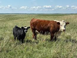 Hereford-Cattle-for-Sale-2.jpg Hereford Cattle for Sale