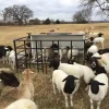 Dorper Sheep for Sale