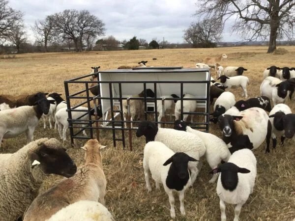 Dorper Sheep for Sale
