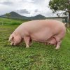 Landrace-Pigs-for-sale-available-1.jpeg Landrace Pigs for sale