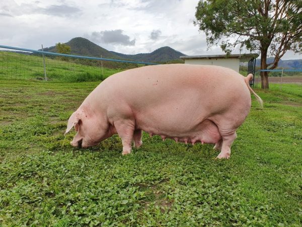 Landrace-Pigs-for-sale-available-1.jpeg Landrace Pigs for sale