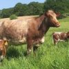 Milking-Shorthorn-Cattle-For-Sale-1.jpg Milking Shorthorn Cattle For Sale
