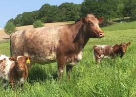 Milking-Shorthorn-Cattle-For-Sale-1.jpg Milking Shorthorn Cattle For Sale