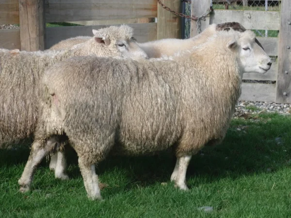 Romney Sheep for Sale