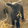 Olde English Babydoll Southdown baby Miniature Babydoll Southdown Sheep
