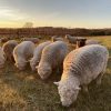Olde English Babydoll Southdown sheep Miniature Babydoll Southdown Sheep