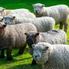 Olde English Babydoll Southdown sheep 2 Olde English Babydoll Southdown sheep