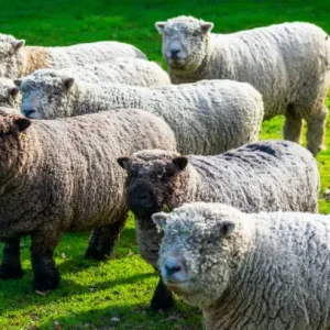 Olde English Babydoll Southdown sheep
