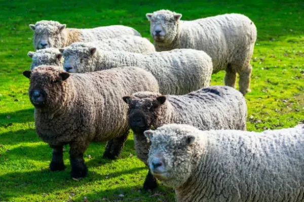 Olde English Babydoll Southdown sheep 2 Olde English Babydoll Southdown sheep