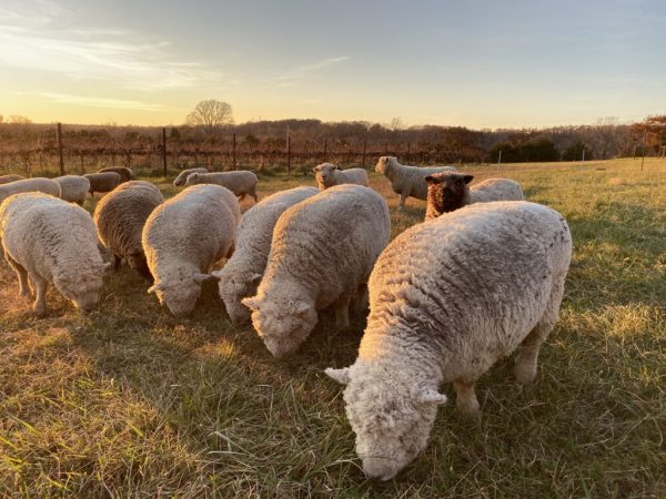 Olde English Babydoll Southdown sheep Miniature Babydoll Southdown Sheep