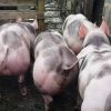 Pietrain-Pigs-for-sale-1.jpg Pietrain Pigs for sale