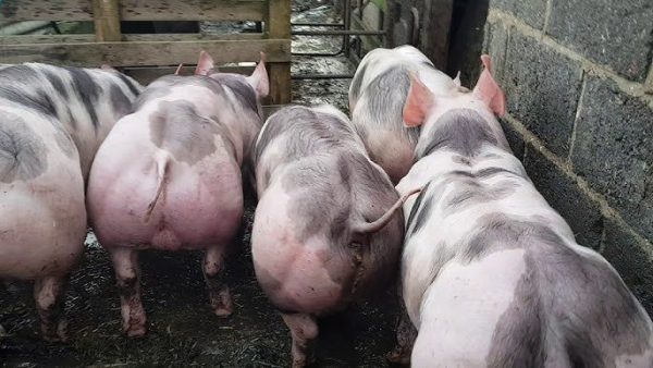 Pietrain-Pigs-for-sale-1.jpg Pietrain Pigs for sale