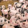 Pietrain-Pigs-for-sale-online-1.jpg Pietrain Pigs for sale