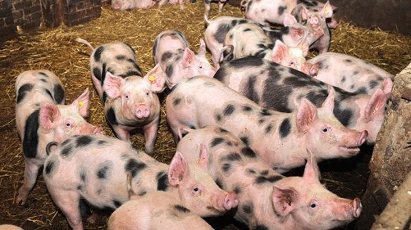 Pietrain-Pigs-for-sale-online-1.jpg Pietrain Pigs for sale