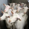 Saanen-Goats-for-sale.webp Saanen dairy goat, a high-volume milk breed popular for home dairies