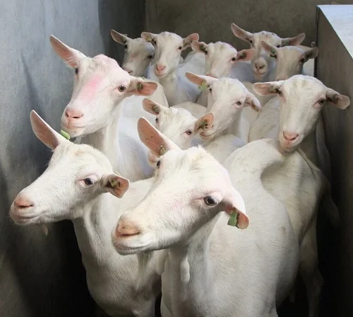 Saanen-Goats-for-sale.webp Saanen dairy goat, a high-volume milk breed popular for home dairies