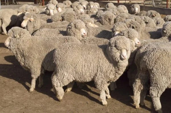 Flock of sheep with heavy fleeces grazing on pasture, ideal for beginner sheep owners