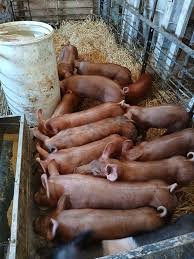 Tamworth Pigs for sale
