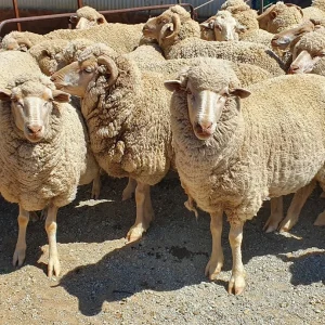 WhatsApp-Image-2020-08-13-at-7.28.11-PM-1.webp Merino Sheep for Sale