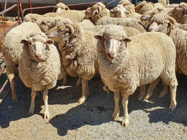 WhatsApp-Image-2020-08-13-at-7.28.11-PM-1.webp Merino Sheep for Sale