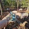 Yorkshire-Pigs-for-Sale-1.jpg Yorkshire feeder pigs outdoors, a popular lean breed for beginners raising pigs for meat