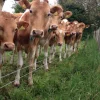 ace569627f7e9017ab8f1275592f4837-600x800-1-1.webp Guernsey Cows For Sale