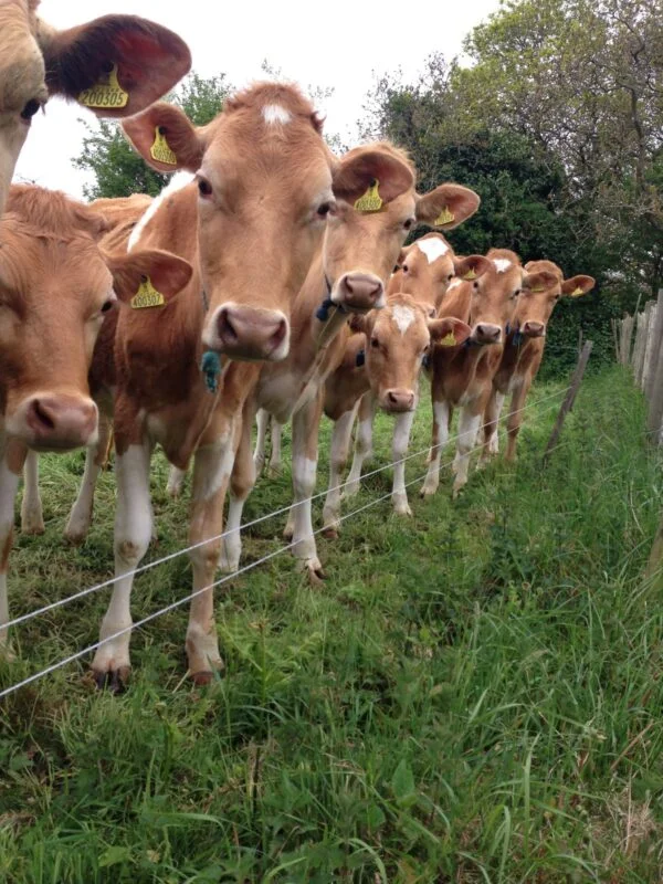 ace569627f7e9017ab8f1275592f4837-600x800-1-1.webp Guernsey Cows For Sale