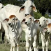 Brahman Cattle For Sale