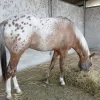 Appaloosa Horse for Sale | Purebred Appaloosas