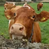 b094aa317d8d8fa9e63345aaf1f22643-1.webp Guernsey Cows For Sale