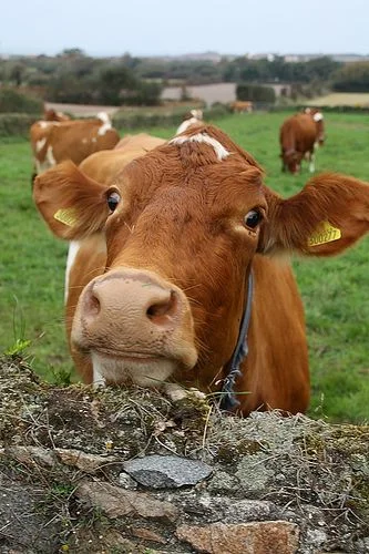 b094aa317d8d8fa9e63345aaf1f22643-1.webp Guernsey Cows For Sale