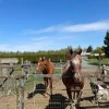 b30844d43a0a0e6188ba16057b12dea8 Thoroughbred Horses for Sale